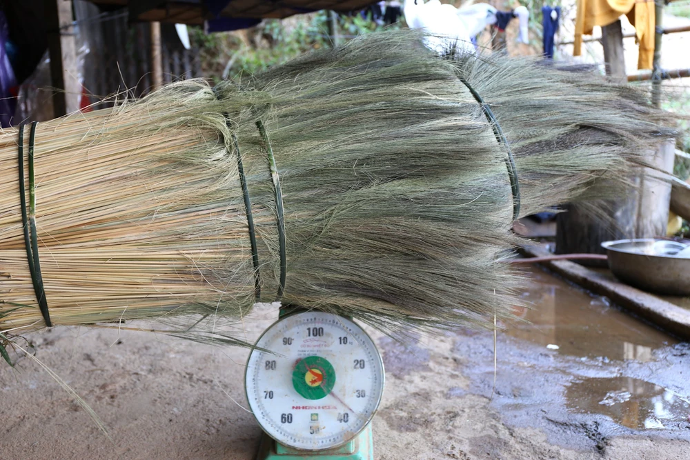 “Người dân kiếm từ 50-60kg đót tươi/người/ngày, trời nắng đẹp thì phơi ba ngày, cứ 3kg đót tươi sẽ thành 1kg đót khô, giá 21.000 đồng/kg”, anh Cảnh chia sẻ.