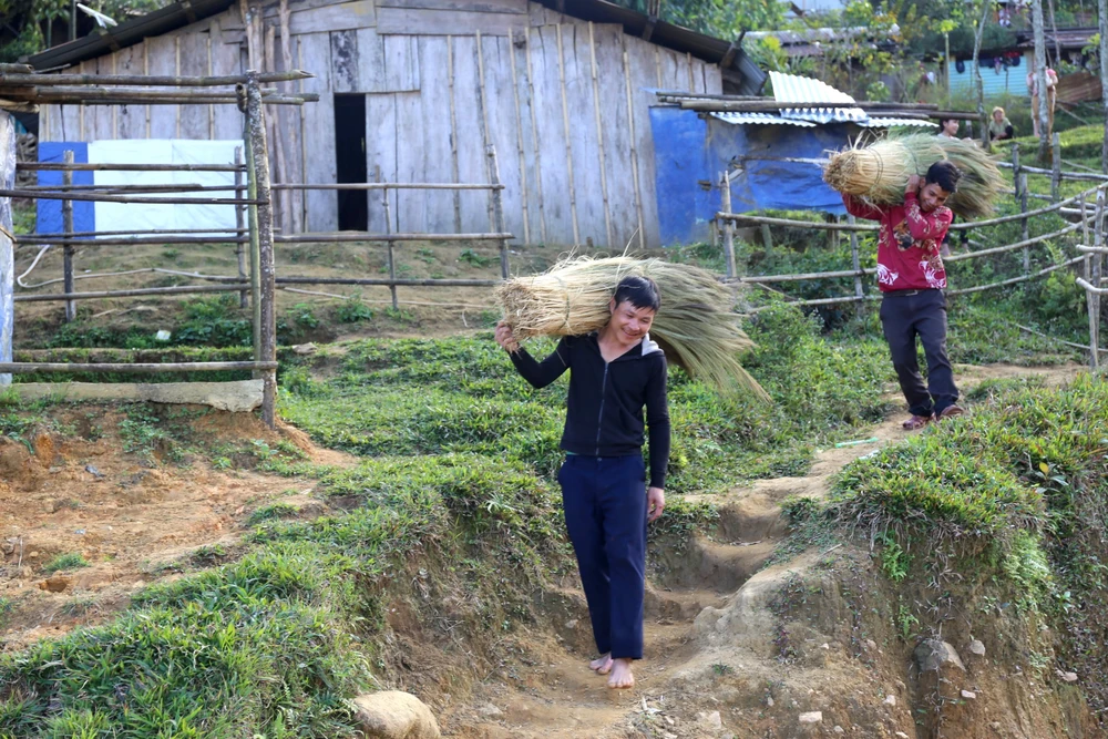 Sau Tết Nguyên đán Quý Mão 2023, người dân ở huyện miền núi Nam Trà My, Bắc Trà My… rủ nhau săn ‘lộc rừng’. Từ sáng sớm, nhiều người mang theo rựa, thực phẩm ngược rừng chặt cây đót. Một ngày làm việc thường kéo dài từ sáng sớm đến cuối giờ chiều.
