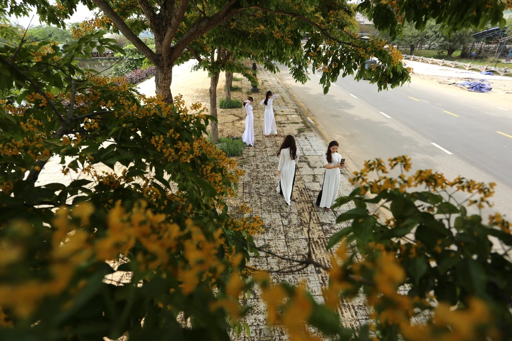 Du khách, học sinh check-in hoa sưa Tam Kỳ. Ảnh: TN