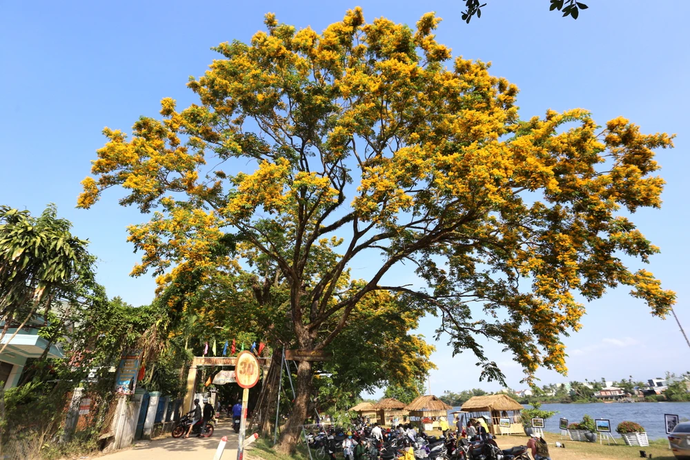 Lễ hội Tam Kỳ - Mùa hoa sưa 2023 sẽ tổ chức quy mô hơn những năm trước. Ảnh: TN