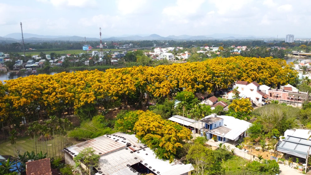 Hoa sưa nở ở làng Hương Trà. Ảnh: TN