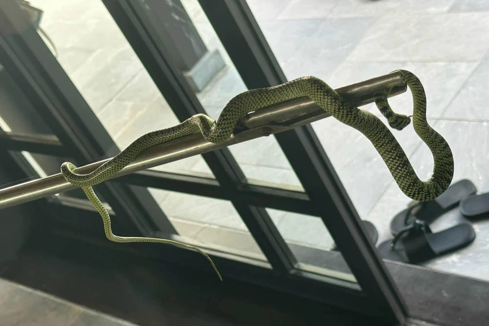 Vị khách hoảng loạn khi phát hiện con rắn dài hơn 1m xuất hiện trong phòng. Ảnh: MXH