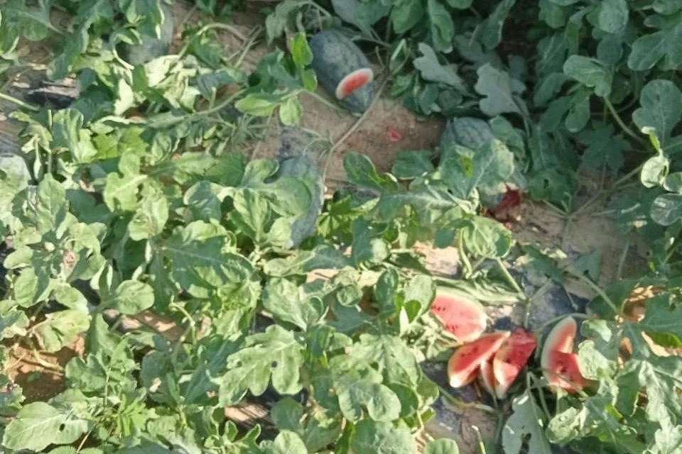 Nhóm này khai nhận chặt hàng trăm trái dưa để tìm trái chín. Ảnh: Công an Trà Bồng.