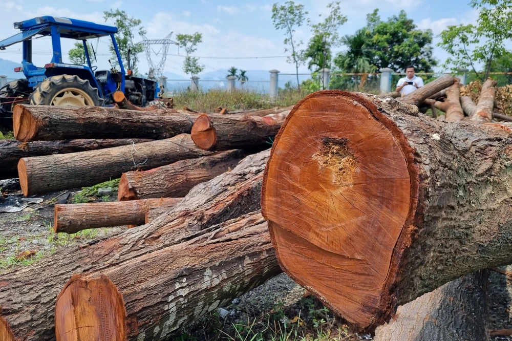 17 cây Sao đen bị đốn hạ nằm phơi nắng, chờ thanh lý bán gỗ. Ảnh: TN