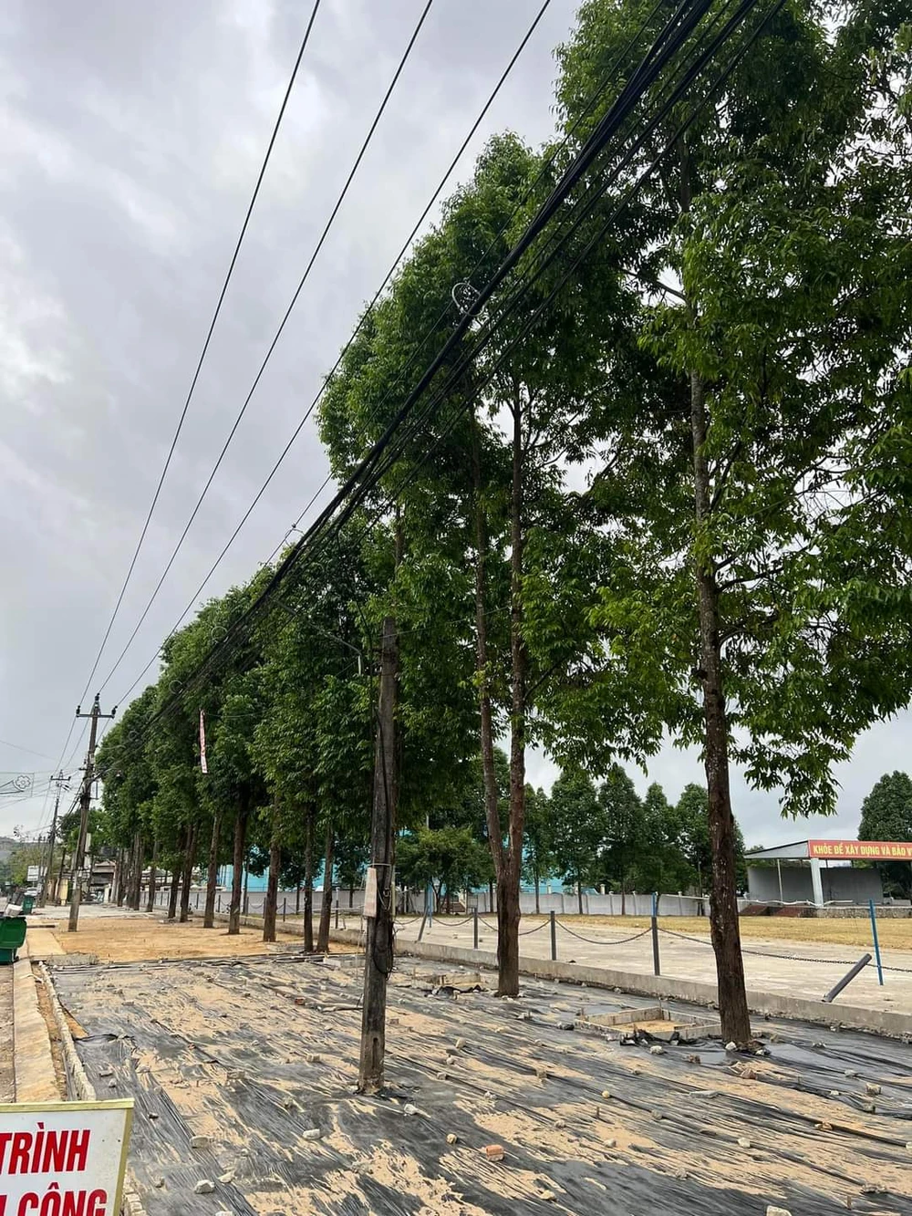 Hàng cây Sao đen trước khi bị đốn hạ. Ảnh: TN