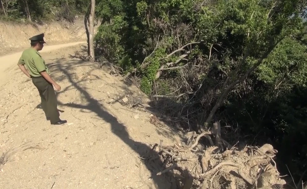 Hạt Kiểm lâm thị xã Đức Phổ đã kiểm tra hiện trường vụ phá rừng. Ảnh: TN Hạt Kiểm lâm thị xã Đức Phổ đã kiểm tra hiện trường vụ phá rừng. Ảnh: TN