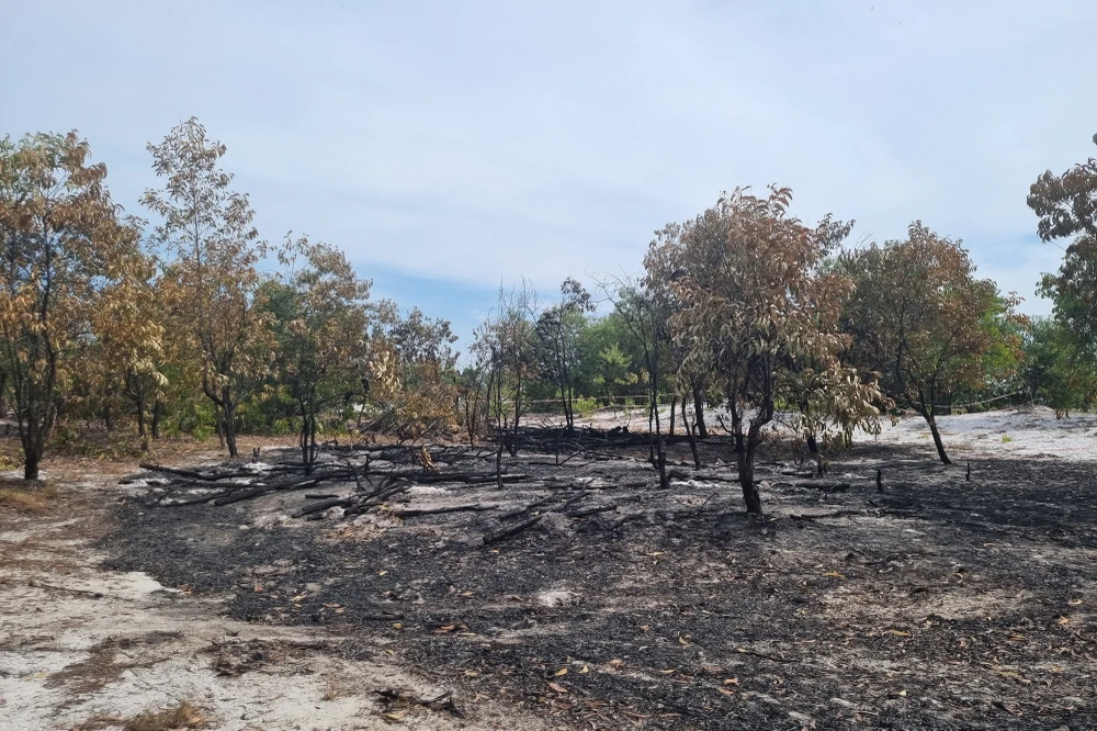 Nhiều cây trong khu vực diễn tập cháy đen. Ảnh: THANH NHẬT