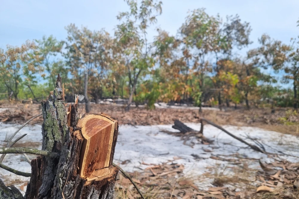 Vết cưa còn mới trên gốc cây bị đốn hạ tại hiện trường. Ảnh: THANH NHẬT