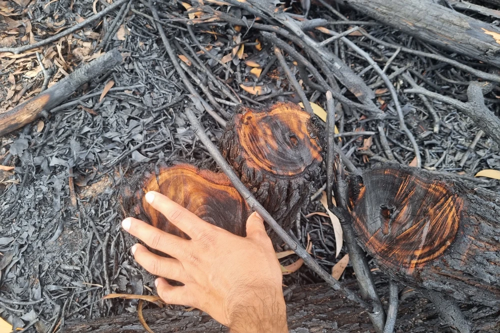 Nhiều cây trong khu vực diễn tập bị cưa hạ. Ảnh: THANH NHẬT