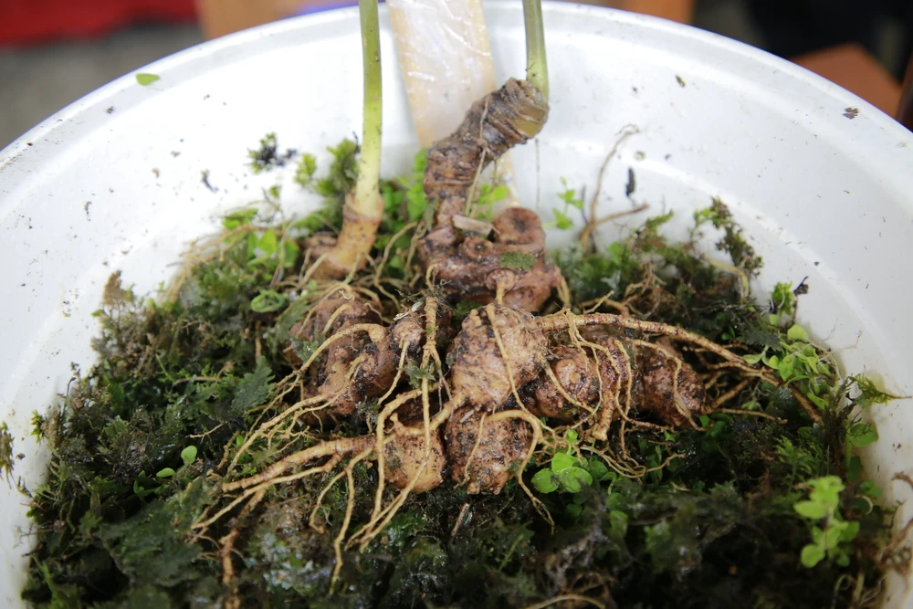 Sâm Ngọc Linh là loại sâm quý, có giá bán lên đến hàng trăm triệu đồng 1kg. Ảnh: TN