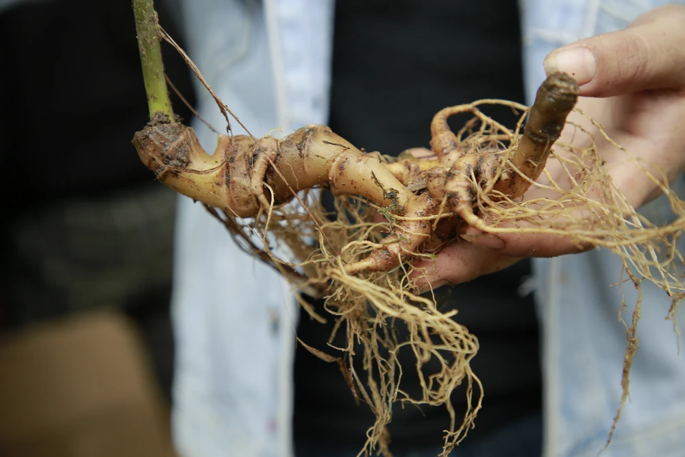 Một củ sâm Ngọc Linh "khủng". Ảnh: TN