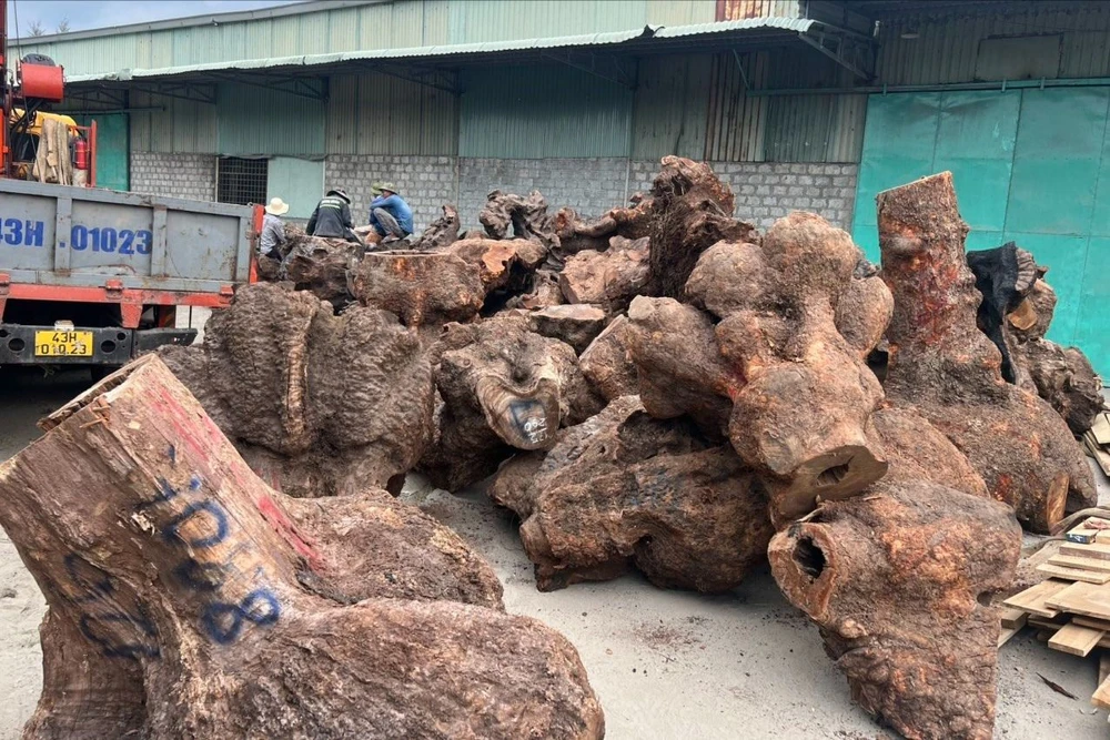 Cảnh sát bắt 5 xe đầu kéo vận chuyển trái phép gần 250.000 m3 gỗ xá xị. Ảnh: CA