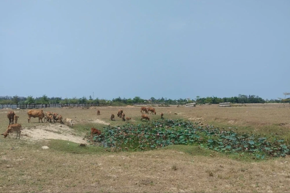 Các dự án do Bách Đạt An làm chủ đầu tư vẫn chưa hoàn thiện cơ sở hạ tầng. Ảnh: TN