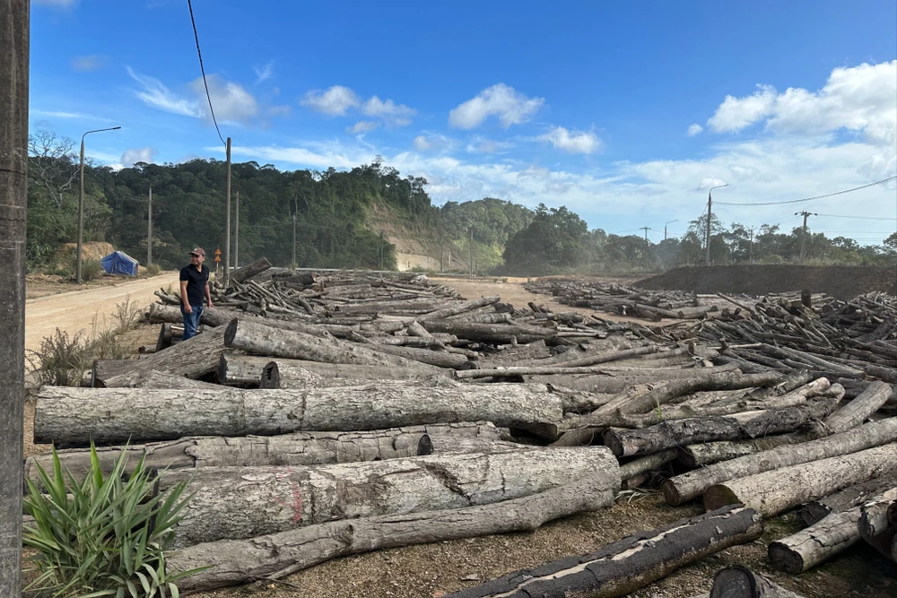 Gỗ tận thu nằm phơi nắng