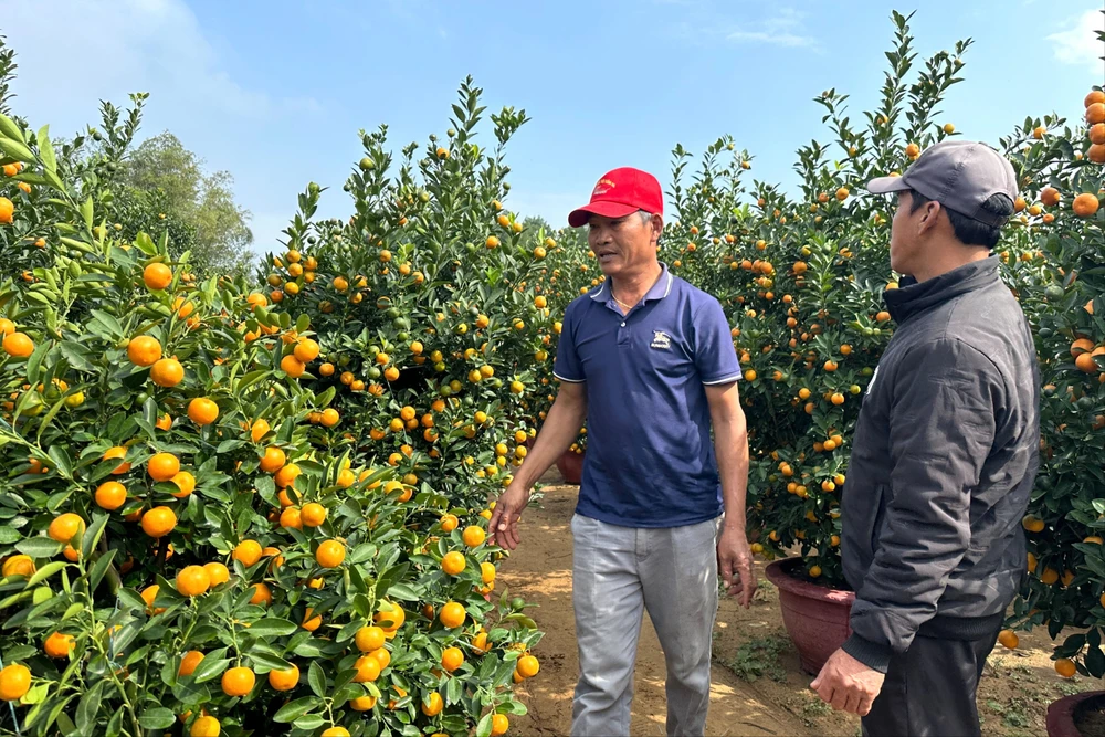 thủ phủ quất cảnh Hội An