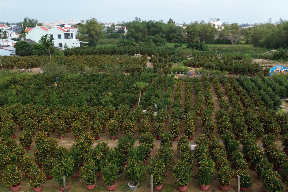 thủ phủ quất cảnh Hội An