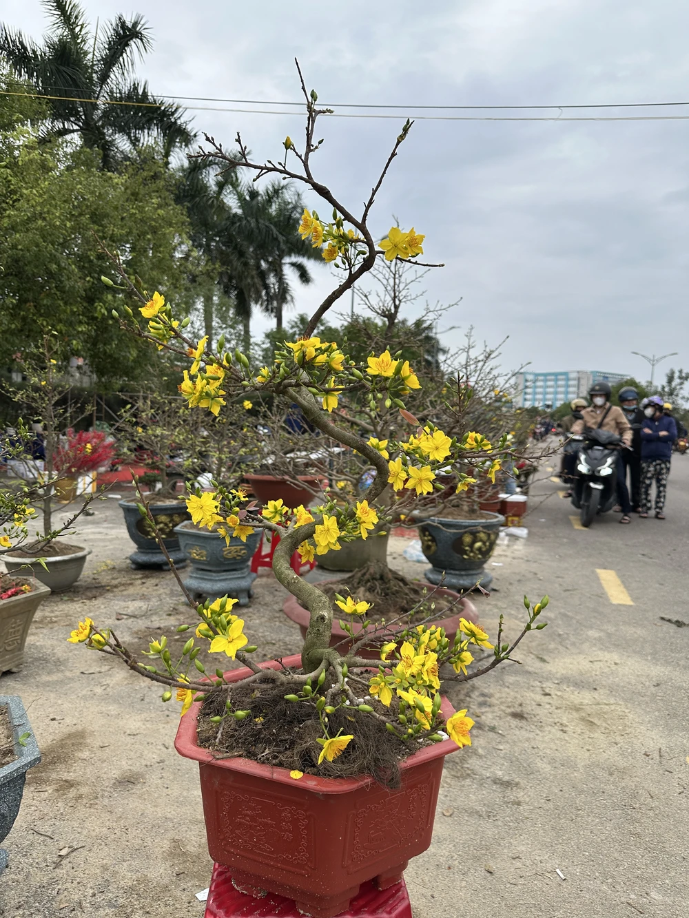 hoa-tet-vang-nguoi-mua-tieu-thuong-nong-ruot-xa-hang-7.JPG