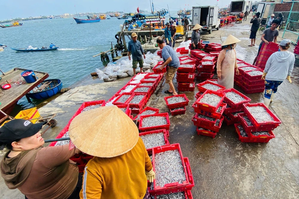 Sau Tết Nguyên đán, ngư dân Quảng Nam bắt đầu vào vụ mùa khai thác hải sản. Nhờ thời tiết thuận lợi, cùng với việc dò đúng luồng cá, nhiều tàu cá ngư dân trúng đậm cá cơm, thu nhập tiền triệu mỗi đêm.