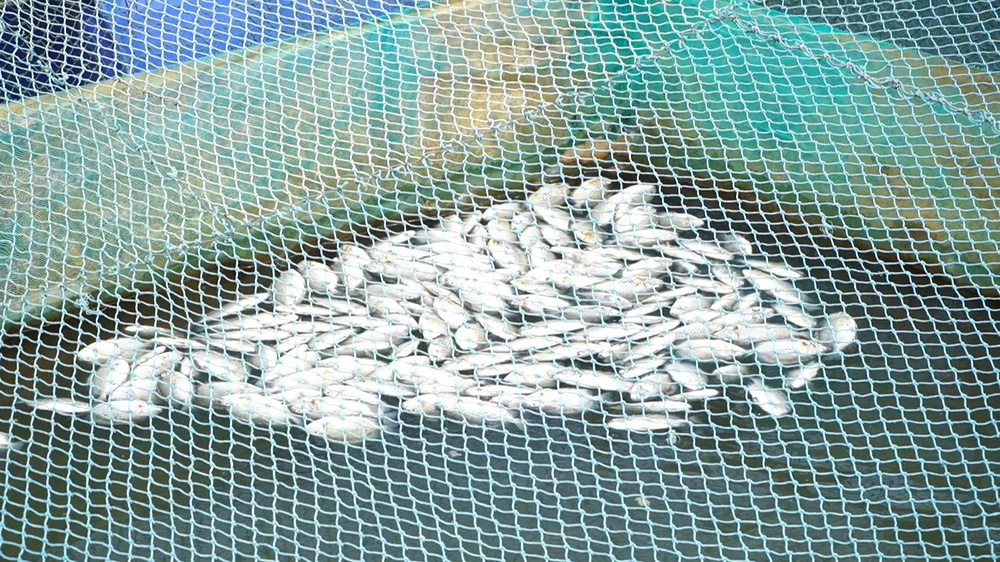 Cá chết hàng loạt khiến người nuôi điêu đứng.