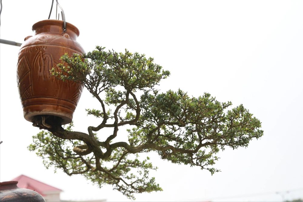‘Dị nhân’ xứ Quảng với giàn bonsai ngược độc lạ nức tiếng