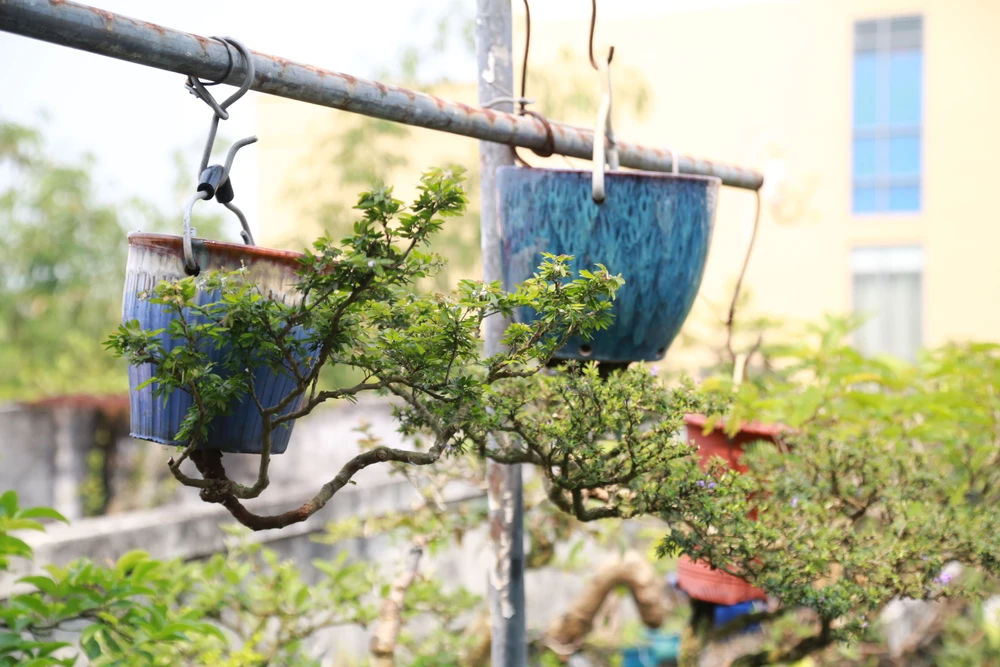 di-nhan-xu-Quang-voi-gian-bonsai-nguoc-nut-tieng-13.JPG