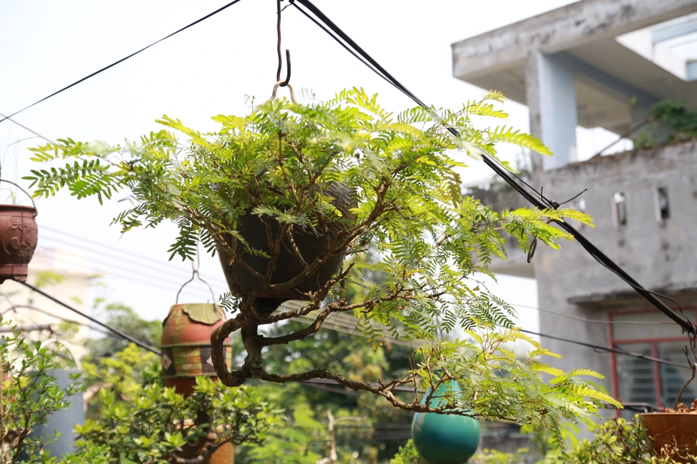 di-nhan-xu-Quang-voi-gian-bonsai-nguoc-nut-tieng-21.JPG