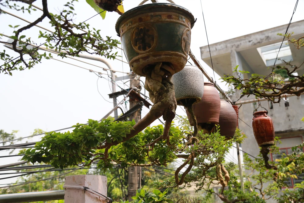 di-nhan-xu-Quang-voi-gian-bonsai-nguoc-nut-tieng-24.JPG