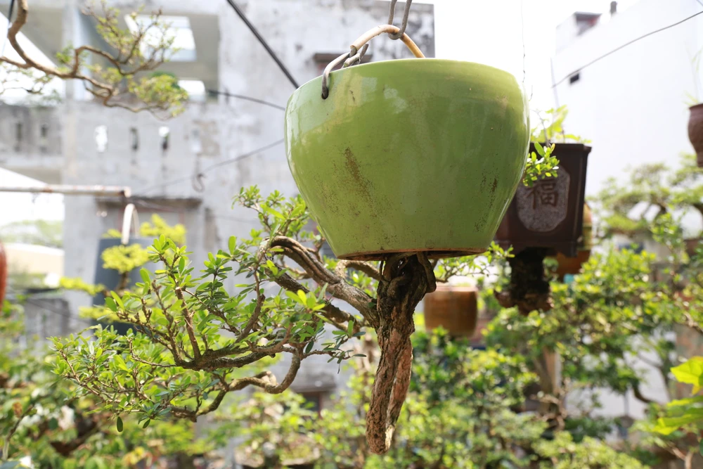 di-nhan-xu-Quang-voi-gian-bonsai-nguoc-nut-tieng-25.JPG