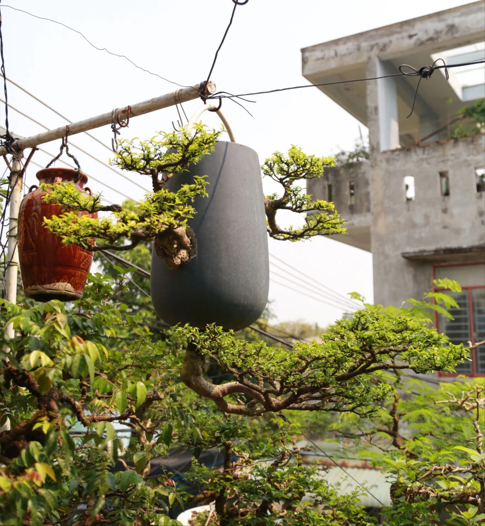 di-nhan-xu-Quang-voi-gian-bonsai-nguoc-nut-tieng-6.JPG