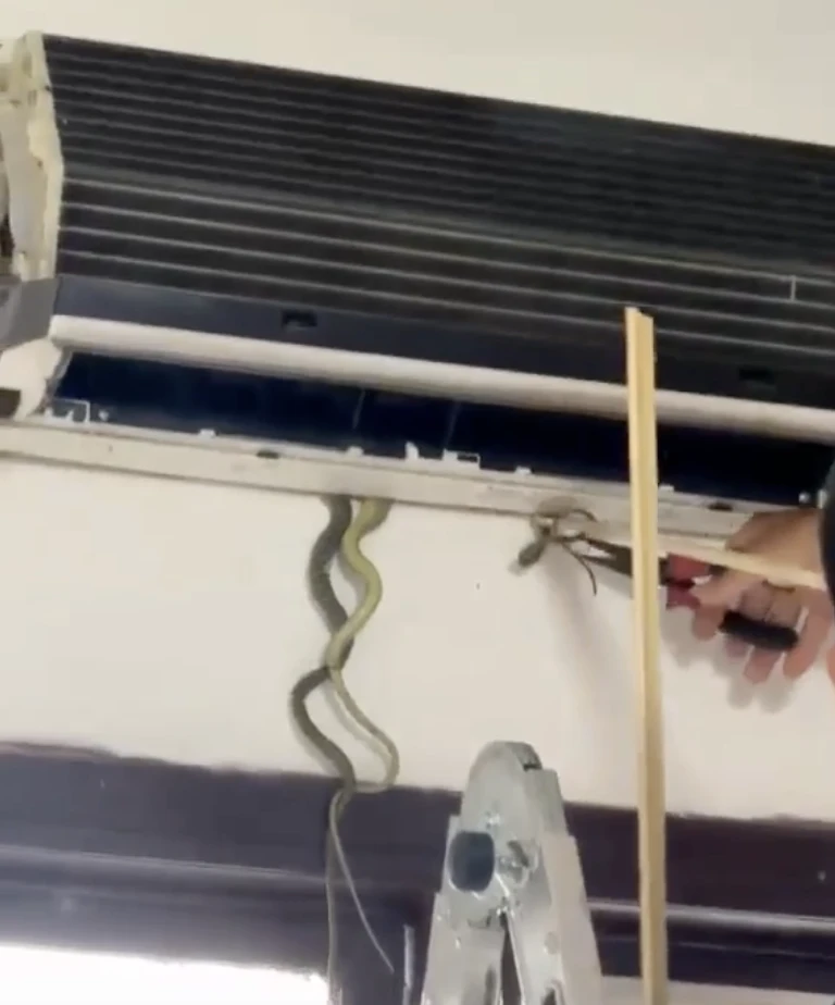 7-con-ran-ben-troNgười dân tá hoả phát hiện 7 con rắn bên trong máy điều hoà. Ảnh: TNng-may-dieu-hoa-1.png
