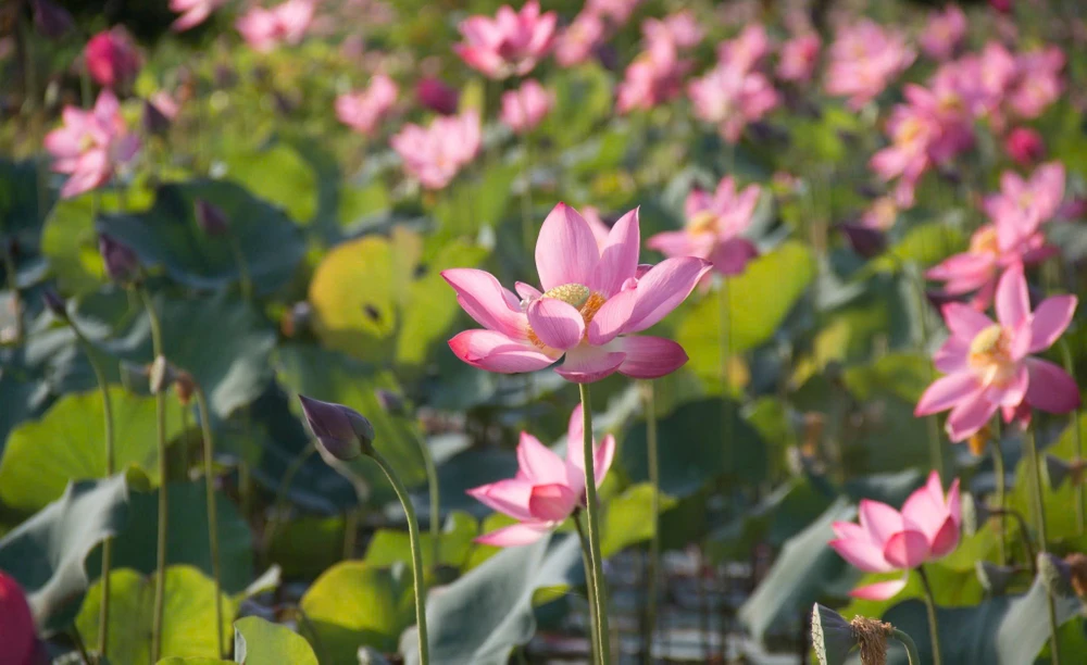 Du khách thích thú check-in đầm sen Trà Lý lớn nhất Quảng Nam