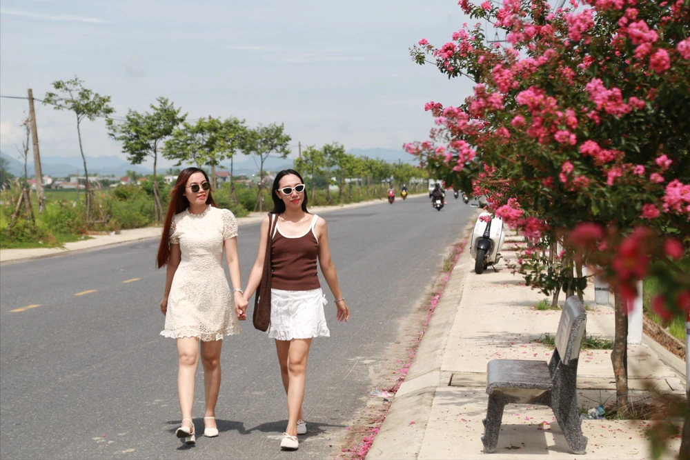 Tường vi nở rộ nhuộm hồng đường quê ở Đà Nẵng