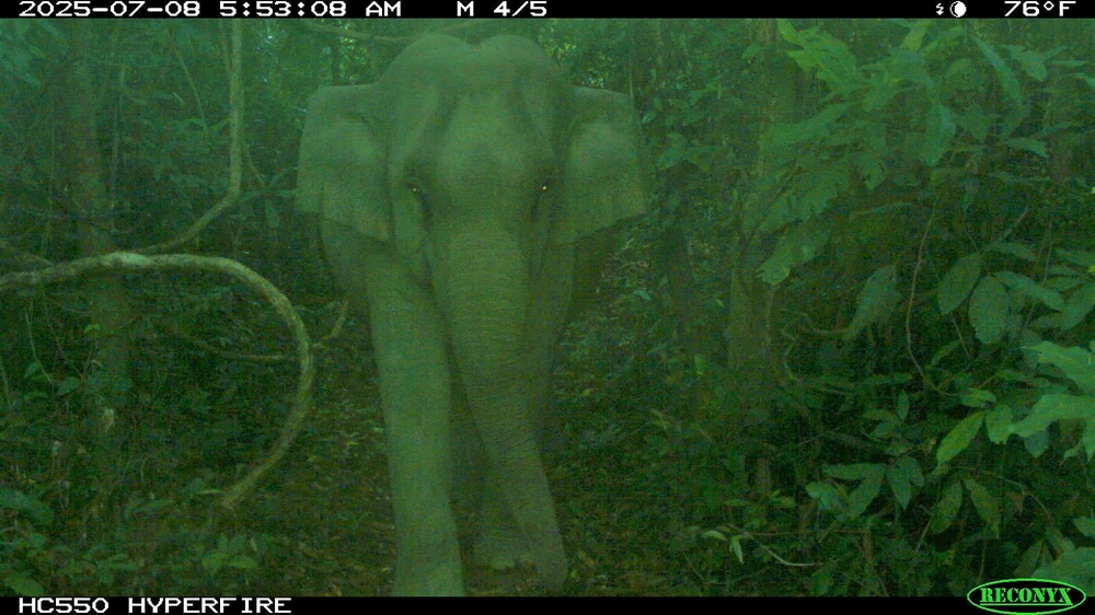 Vỡ oà khi phát hiện 1 cá thể voi con trong lâm phận Khu bảo tồn Loài và sinh cảnh Voi. Ảnh: BQL