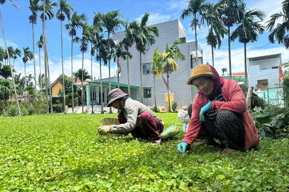 Người dân lo lắng nếu không đắp đập tạm kịp thời thì cây lúa, hoa màu không đạt năng suất. Ảnh: TN