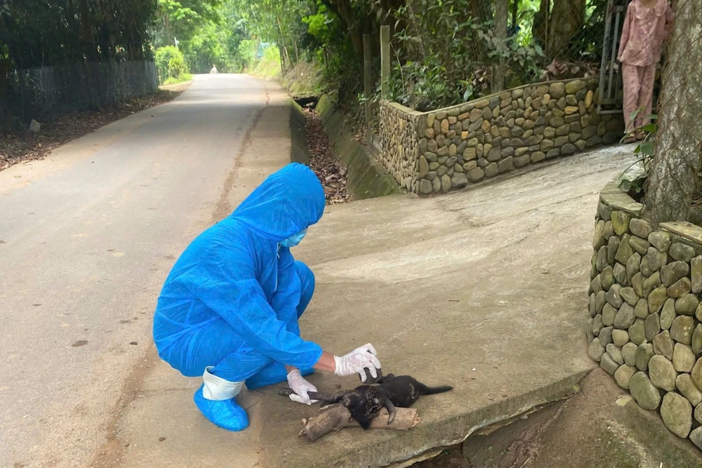 Chó dại cắn nhiều người