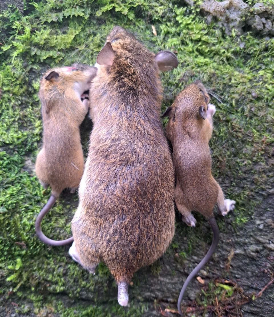 “Siêu trộm” phá nát những vườn Sâm Ngọc Linh tiền tỉ