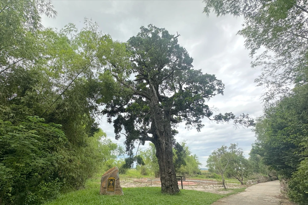 Cận cảnh cây rỏi mật hơn 500 tuổi ở địa đạo Kỳ Anh được công nhận cây di sản Việt Nam