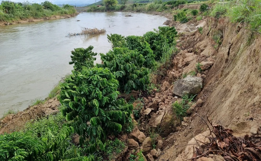 Nhiều gốc cà phê của người dân bị sạt xuống sông. Ảnh: TIẾN THOẠI