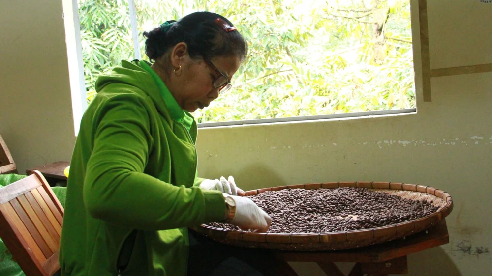 Người dân tỉ mỉ lựa tạp chất làm sạch hạt cà phê tại công ty của ông Y Pốt. Ảnh: TIẾN THOẠI