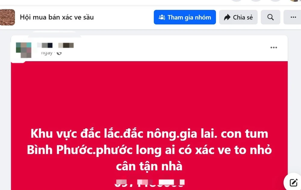 ve sầu.jpg