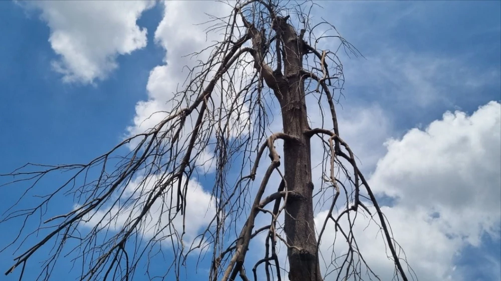 cây hoàng nam 2.jpg