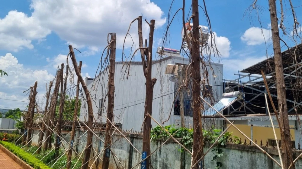 cây hoàng nam 4.jpg