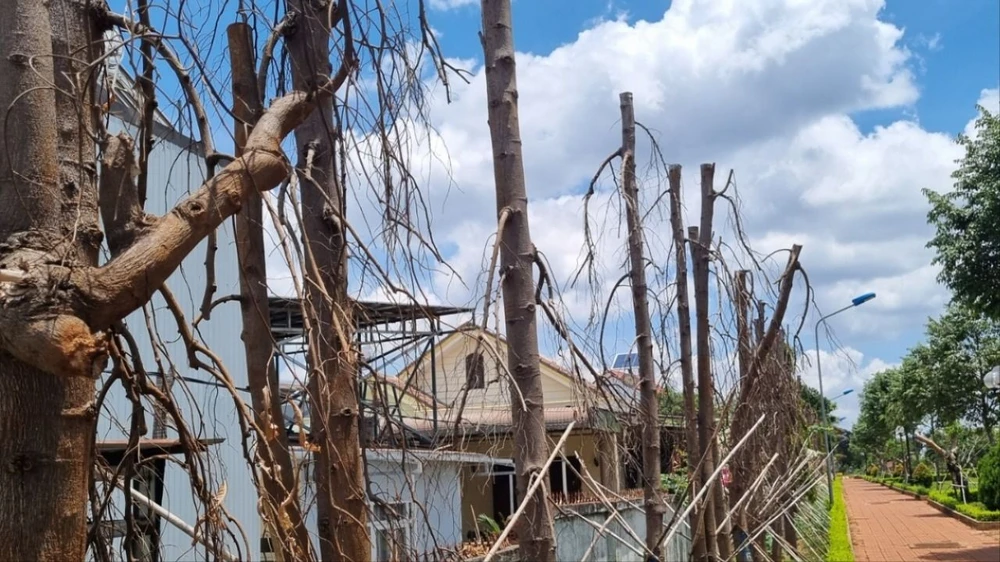 cây hoàng nam 5.jpg