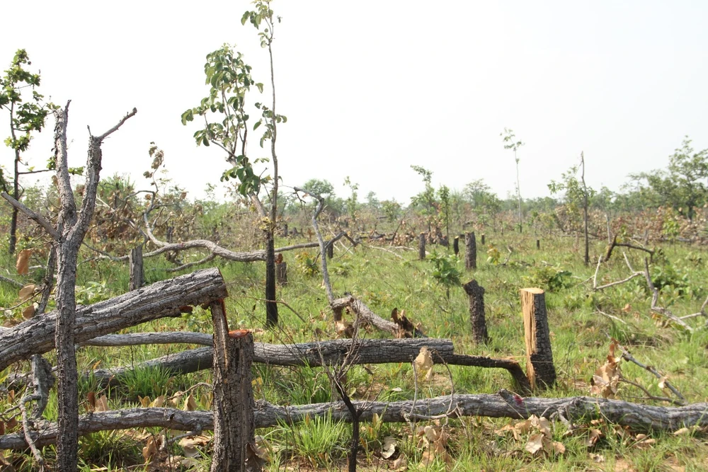 hủy hoại hơn 400 ha rừng.jpg