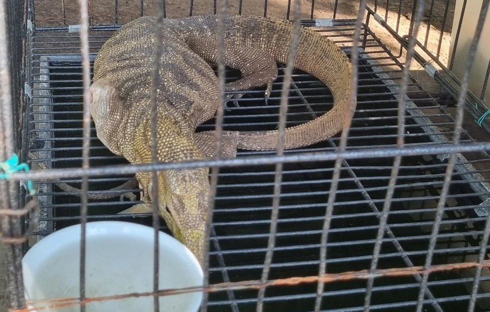 cứu hộ động vật hoang dã 1.jpg