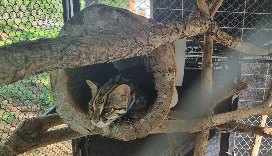 cứu hộ động vật hoang dã 4.jpg