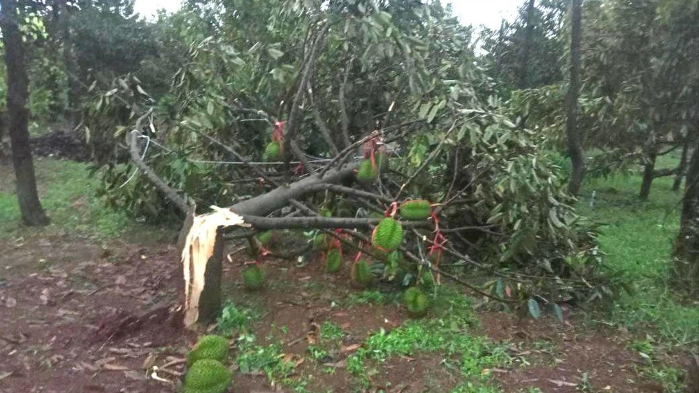 sầu riêng rụng 1.jpg