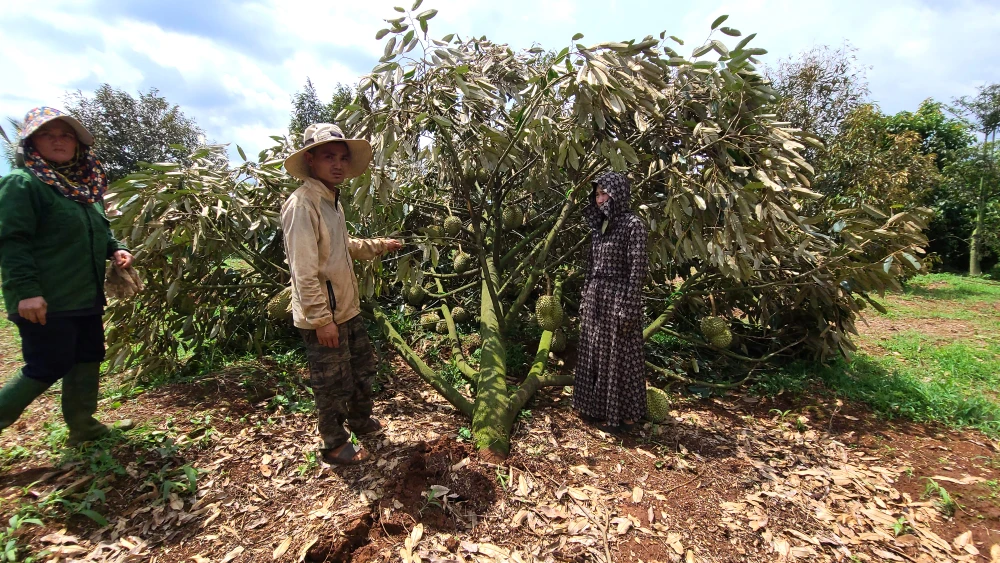 sầu riêng rụng 2.jpg