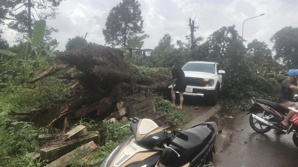 cây cổ thụ 7.jpg