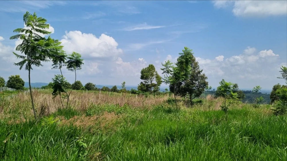 sổ hồng giả.jpg